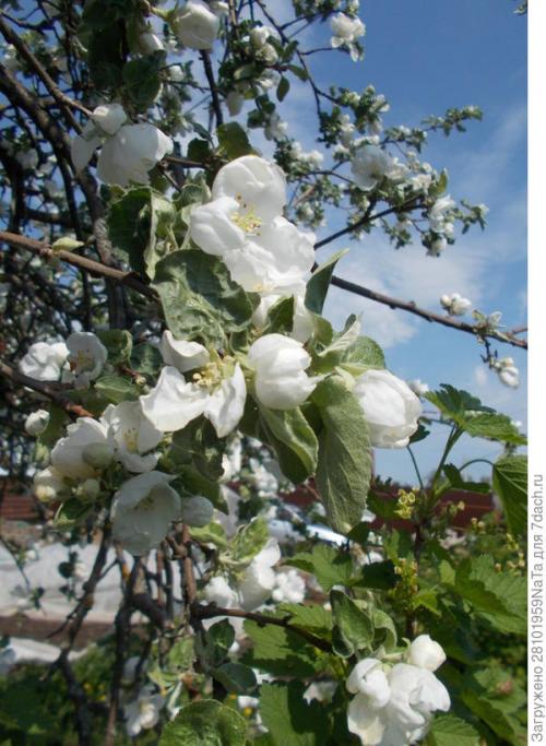 Каков вкус и текстура плодов Штрифель Красного. Штрифель, или Осеннее полосатое яблоко