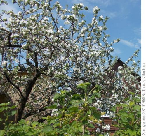 Каков вкус и текстура плодов Штрифель Красного. Штрифель, или Осеннее полосатое яблоко