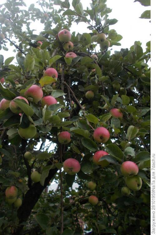 Каков вкус и текстура плодов Штрифель Красного. Штрифель, или Осеннее полосатое яблоко