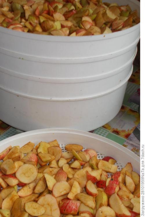 Каков вкус и текстура плодов Штрифель Красного. Штрифель, или Осеннее полосатое яблоко