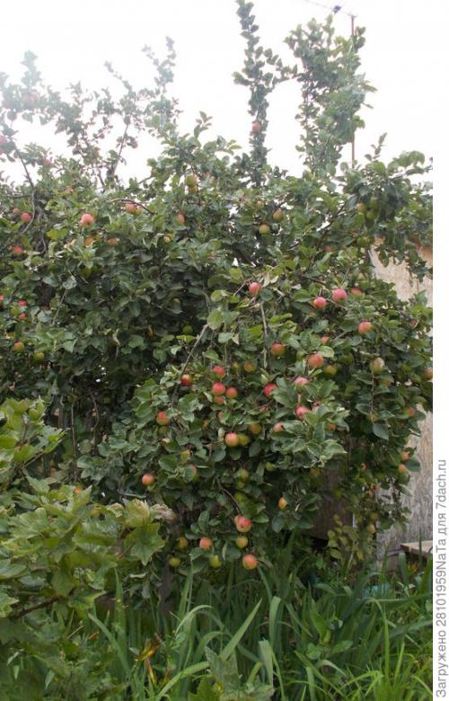 Каков вкус и текстура плодов Штрифель Красного. Штрифель, или Осеннее полосатое яблоко