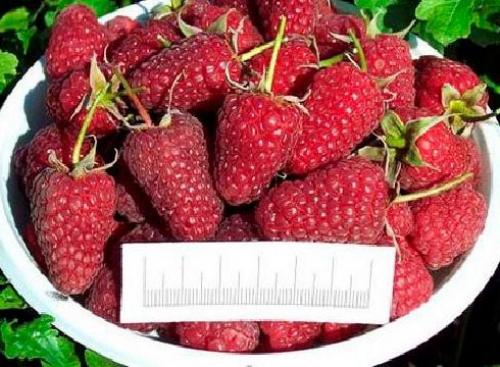 Ремонтантный сорт малины, что это. Описание лучших сортов ремонтантной малины с фото