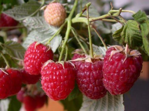 Ремонтантная малина сорта для различных регионов. Лучшие сорта ремонтантной малины для регионов России 03
