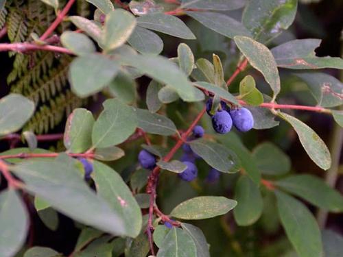 Посадка жимолости