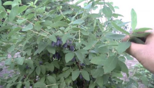 Жимолость и голубика совместимость. С чем рядом можно сажать жимолость: хорошие и плохие соседи на садовом участке