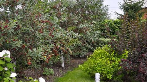 Жимолость и слива. С чем рядом можно сажать жимолость и почему это важно