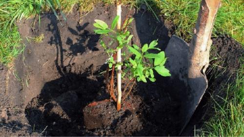 Где лучше посадить жимолость. Где лучше всего сажать жимолость: в тени или на солнце, и по каким ещё критериям выбирать место