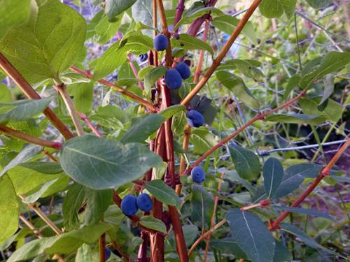 Посадка жимолости