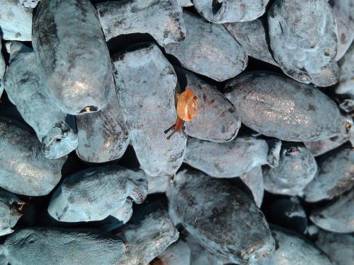 Совместимость жимолости с другими деревьями и кустами. От чего зависит выбор соседей для садовых культур 04