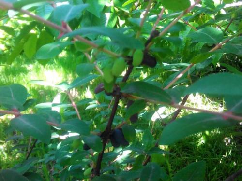 Совместимость жимолости с другими деревьями и кустами. От чего зависит выбор соседей для садовых культур 05