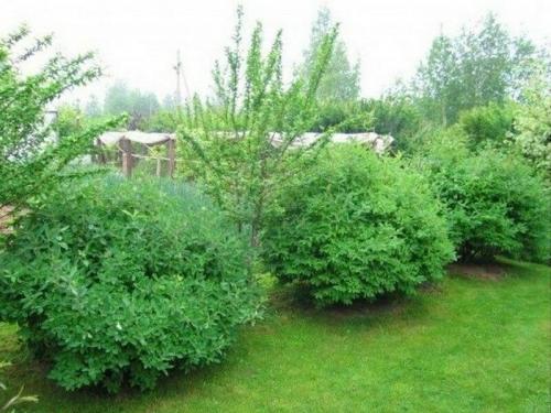 Совместимость жимолости с другими деревьями и кустами. От чего зависит выбор соседей для садовых культур 03