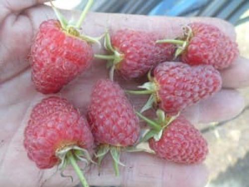 Новые сорта малины. Сорта малины: описание с фотографиями