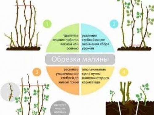 Что такое ремонтантная малина. Ремонтантная малина на участке – только плюсы? 06