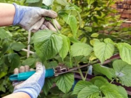 Что такое ремонтантная малина. Ремонтантная малина на участке – только плюсы? 04