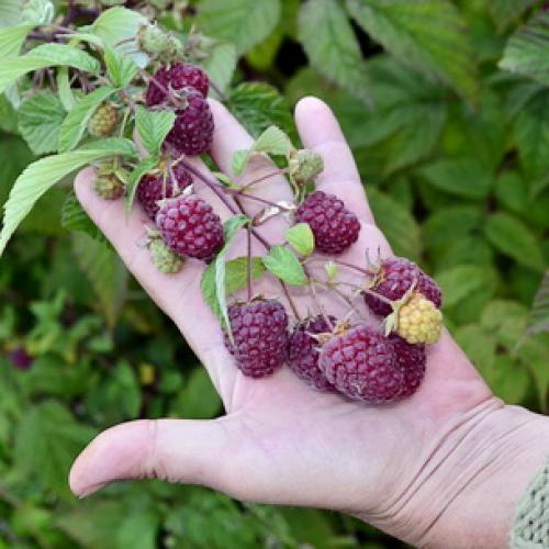 Что такое ремонтантная малина. Ремонтантная малина на участке – только плюсы? 02