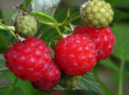 Самые урожайные сорта малины. Традиционные сорта малины 08