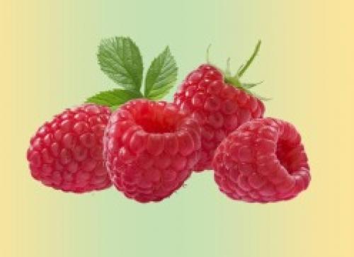 Что такое ремонтантная малина. Ремонтантная малина на участке – только плюсы? 03