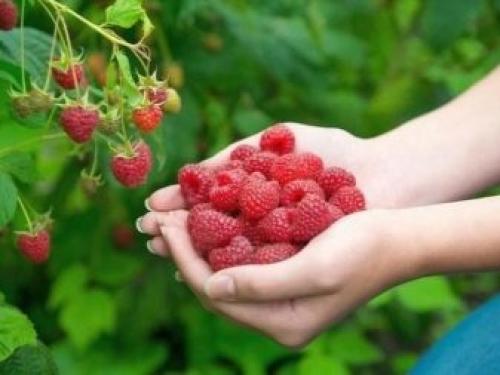 Что такое ремонтантная малина. Ремонтантная малина на участке – только плюсы? 05