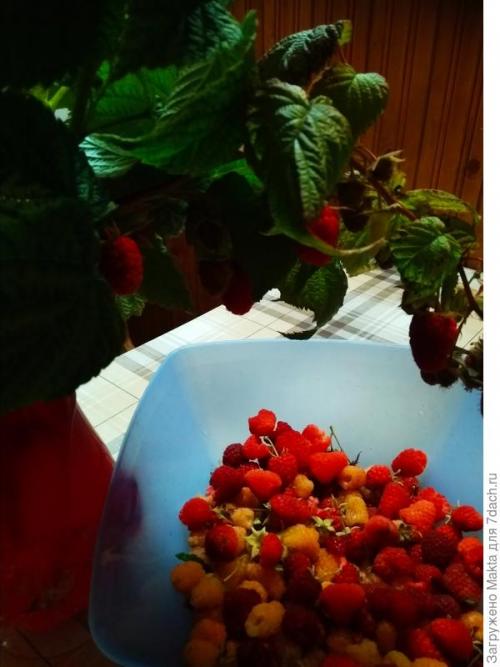 Малина ремонтантная сорта обсуждение. Ремонтантная малина. Как сорта подбирала