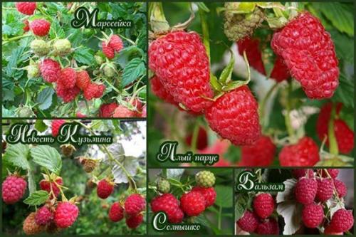 Сорта малины устойчивые к вирусным заболеваниям. О лучших сортах малины