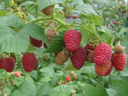 Брусвяна малина. Малина сорт Брусвяна: описание, фото, отзывы, секреты посадки и ухода