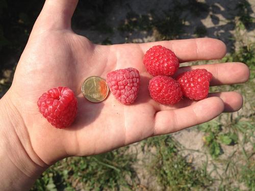 Малина зюгана. Описание