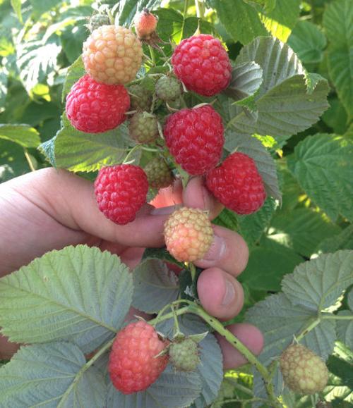 Малина зюгана. Описание