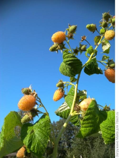 Малина ремонтантная сорта обсуждение. Ремонтантная малина. Как сорта подбирала