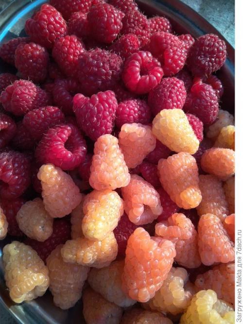 Малина ремонтантная сорта обсуждение. Ремонтантная малина. Как сорта подбирала