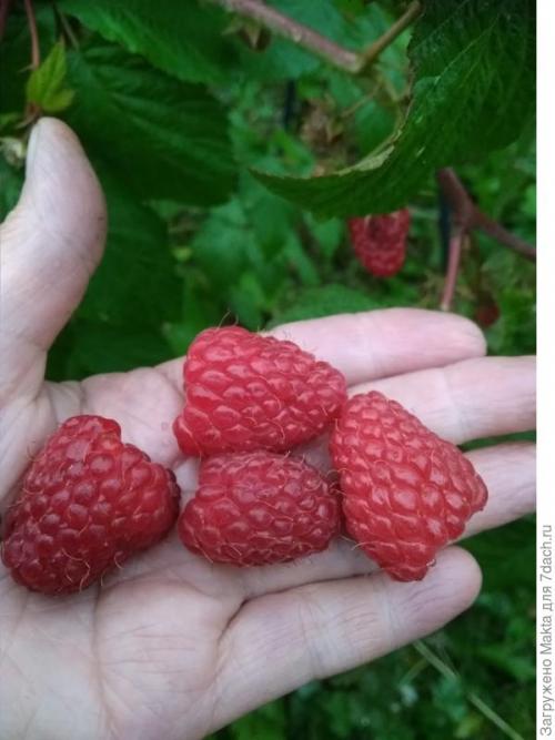 Малина ремонтантная сорта обсуждение. Ремонтантная малина. Как сорта подбирала