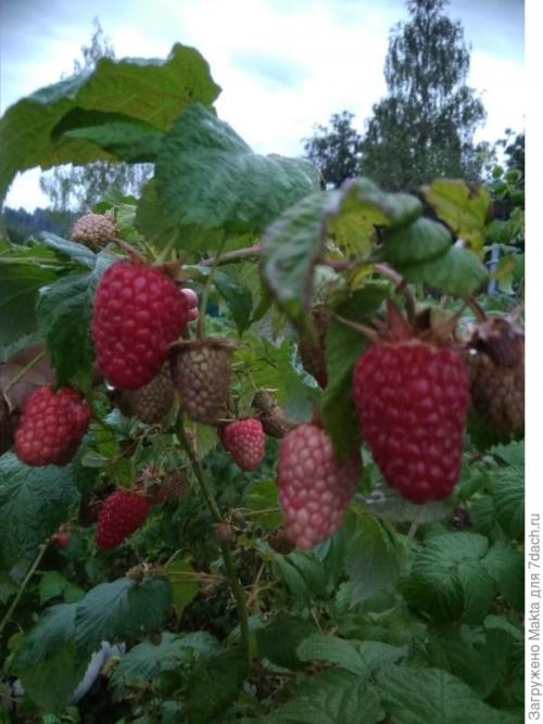 Малина ремонтантная сорта обсуждение. Ремонтантная малина. Как сорта подбирала