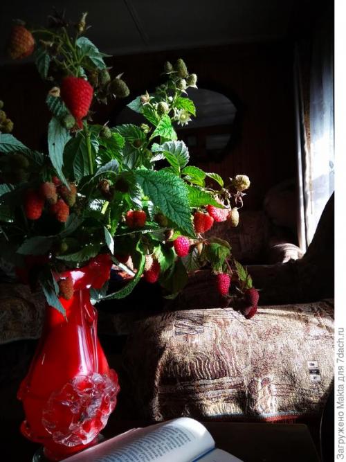 Малина ремонтантная сорта обсуждение. Ремонтантная малина. Как сорта подбирала