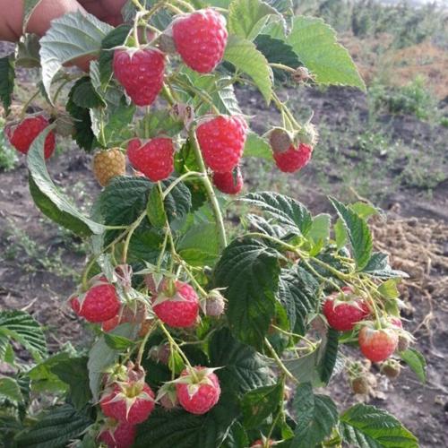 Малина зюгана. Описание