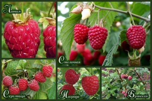 Сорта малины устойчивые к вирусным заболеваниям. О лучших сортах малины