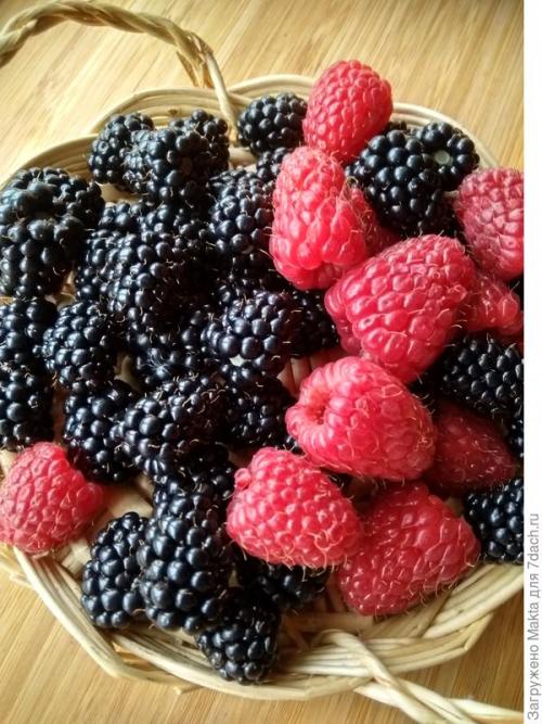 Малина ремонтантная сорта обсуждение. Ремонтантная малина. Как сорта подбирала