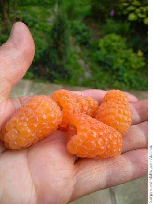 Малина ремонтантная сорта обсуждение. Ремонтантная малина. Как сорта подбирала