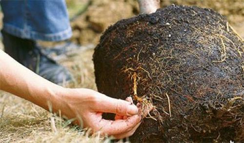 Яблони. Яблоня – описание, посадка, уход