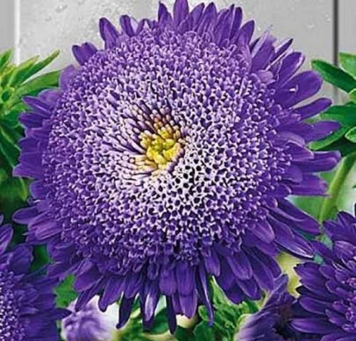 Сорта астры многолетние. Сорта кустовых многолетних астр