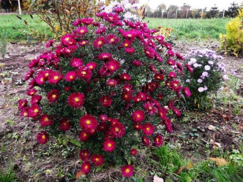 Цветы астра многолетние. Сорта многолетних астр