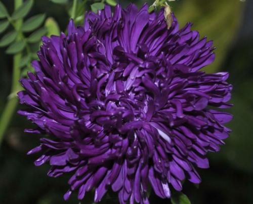 Сорта астры многолетние. Сорта кустовых многолетних астр