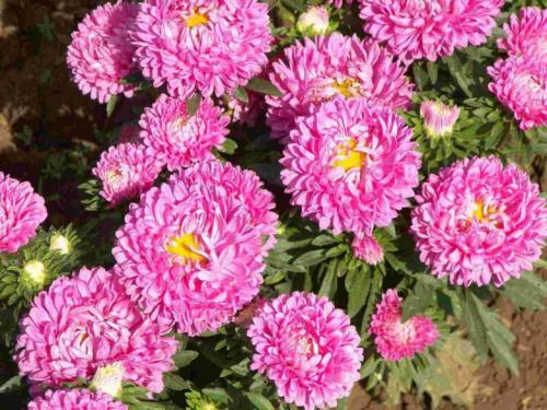 Сорта астры многолетние. Сорта кустовых многолетних астр