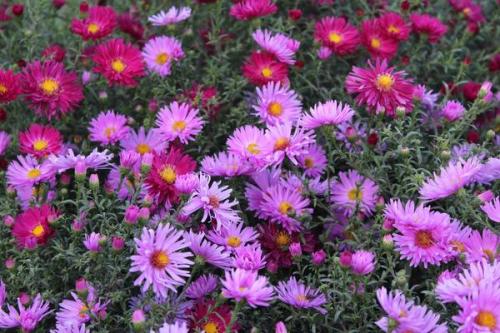 Астра многолетняя. Сорта многолетних астр, которые вам наверняка понравятся