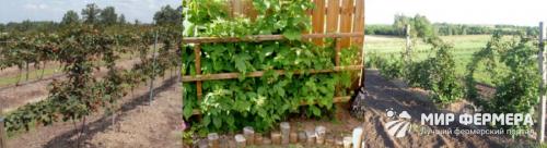 Как обеспечить правильный уход за ежевикой на дачном участке. Как ухаживать за ежевикой