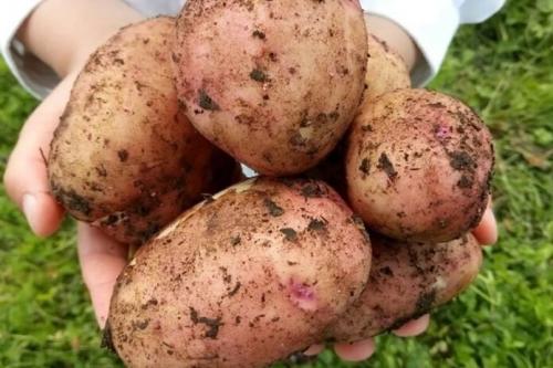 Сорта картофеля с описанием. Самые ранние сорта картофеля