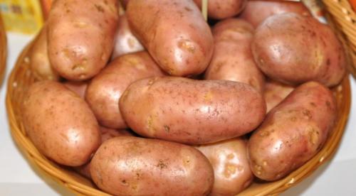 История происхождения сорта картофеля беллароза. Корнеплод 03