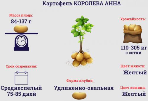 Картофель Королева Анна. Описание сорта, фото, отзывы