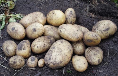 Адретта картофель. Сорт картофеля Адретта – описание, отзывы огородников, фото
