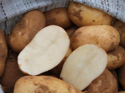 Картофель Удача — лучший ранний высокоурожайный сорт