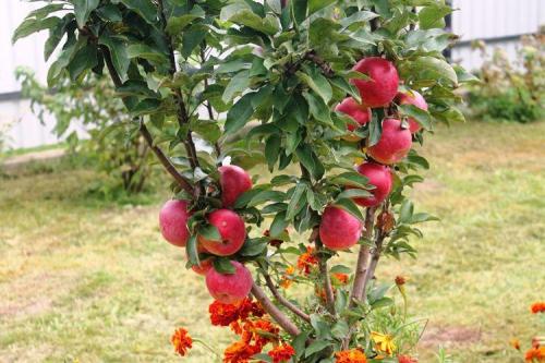 Стволовые яблони. Колоновидная яблоня: сорта, уход и выращивание (фото)