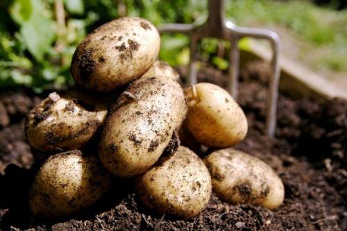 Ранние сорта картофеля. ТОП-30 ранних сортов картофеля для вашего огорода